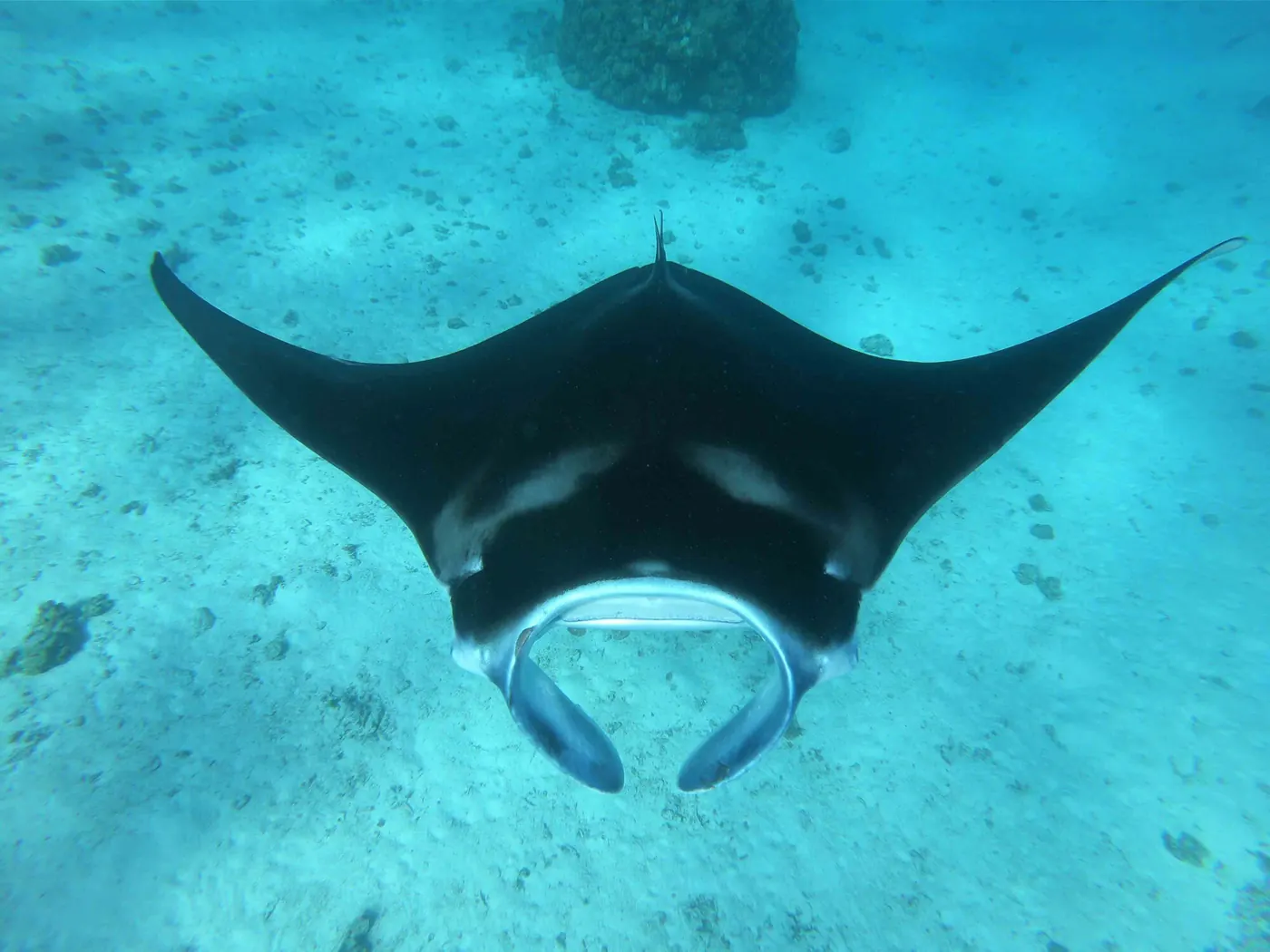 Manta che plana nell'acqua cristallina delle Tuamotu